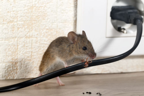 5 ways to capture the mice