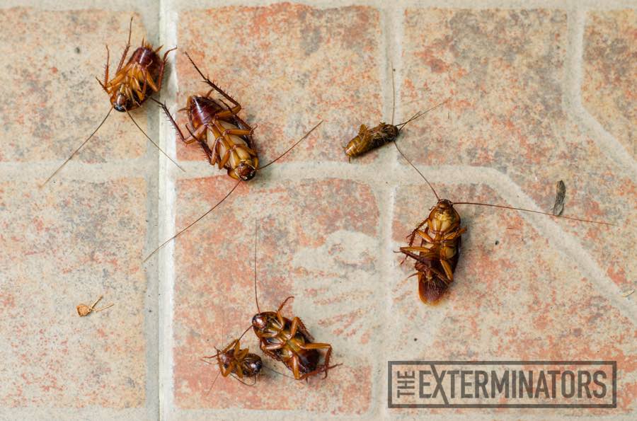 How To Handle Cockroaches Infestation In Restaurant