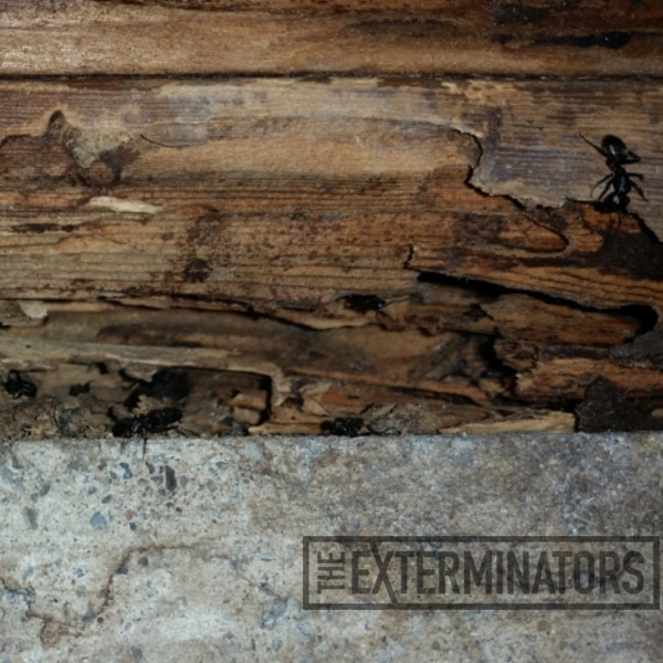 Simple and Safe Ways to Eliminate Ant Infestation