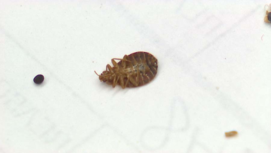 learn how beg bug removal sprays helps in prevention of bed bug infestation