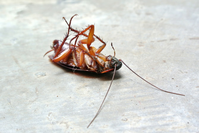 Signs of Cockroaches Infestation in Your House
