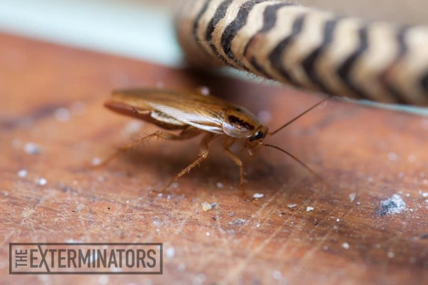 Simple Tips To Remove Cockroaches