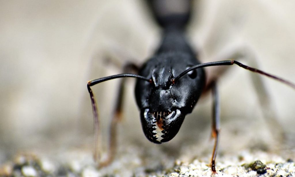 Some Effective Ant Control Remedy