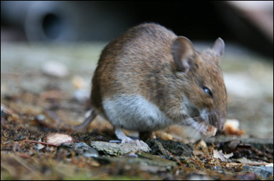 Some Facts Why Mice are Dangerous