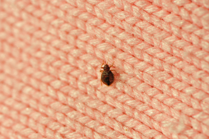 eliminate-bed-bugs-with-these-easy-tips