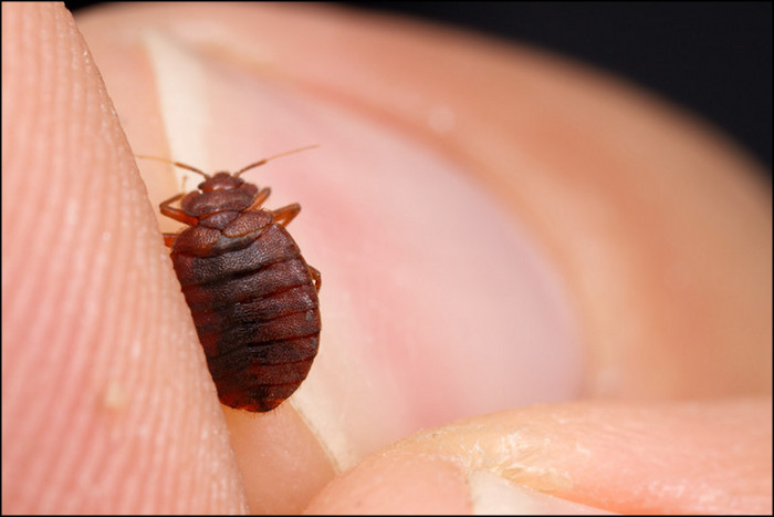 where-do-bed-bugs-come-from