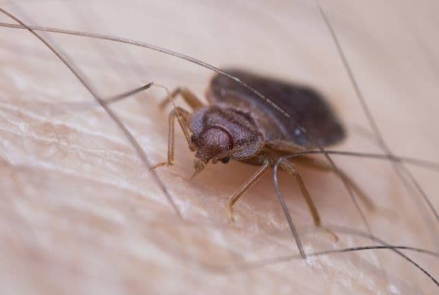 5 Steps to Eliminate Bed Bugs