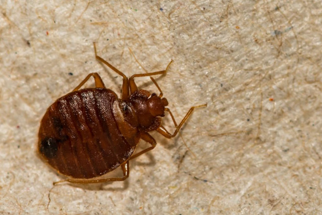 Are bed bug bite dangerous