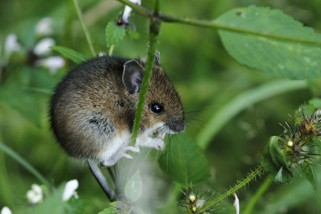 best-mice-repellents-to-stop-mice-infestation