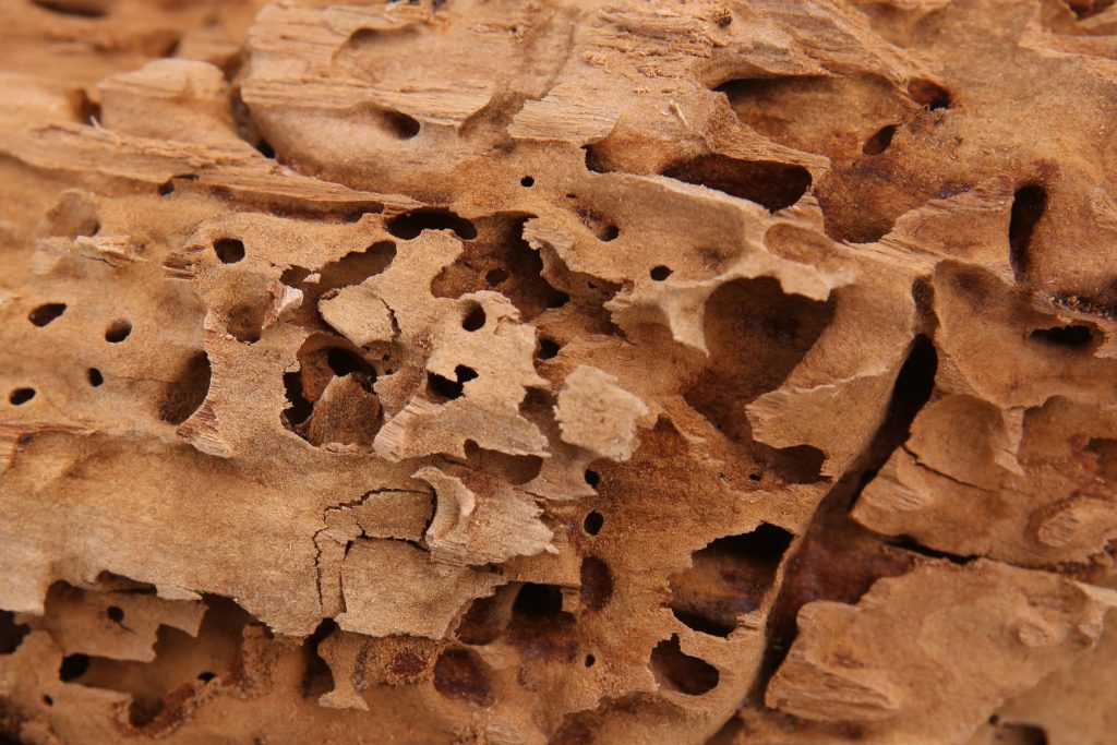 best-ways-to-control-ants-on-your-territory