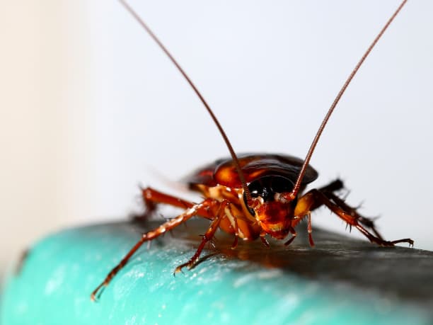 Cockroach Bait Stations vs Cockroach Sprays: Spray Kills A Roach, but the Station Gets the Nest