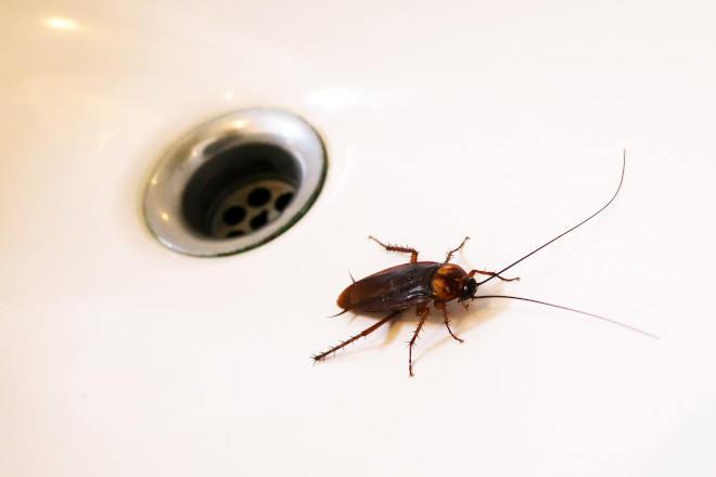 How to Eliminate Cockroaches From Your Home