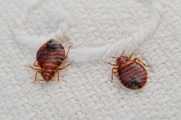 preventing-the-spread-of-bed-bugs